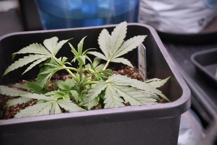 Cosmic Noodles a Zamnesia Dish. Week 3 - Plant B