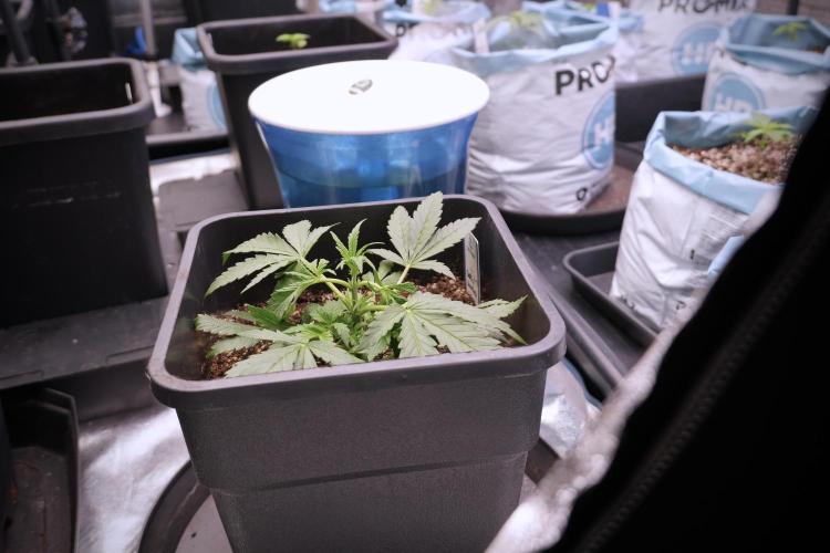 Cosmic Noodles a Zamnesia Dish. Week 3 - Plant B