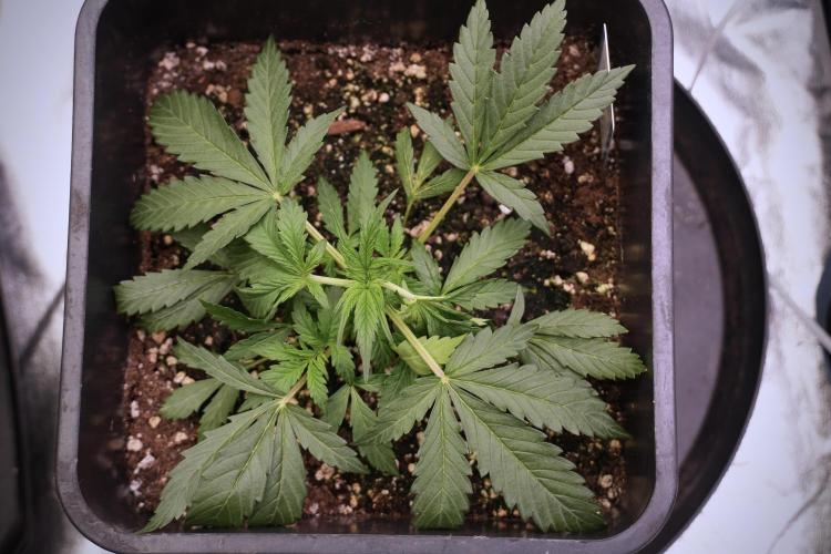 Cosmic Noodles a Zamnesia Dish. Week 3 - Plant B