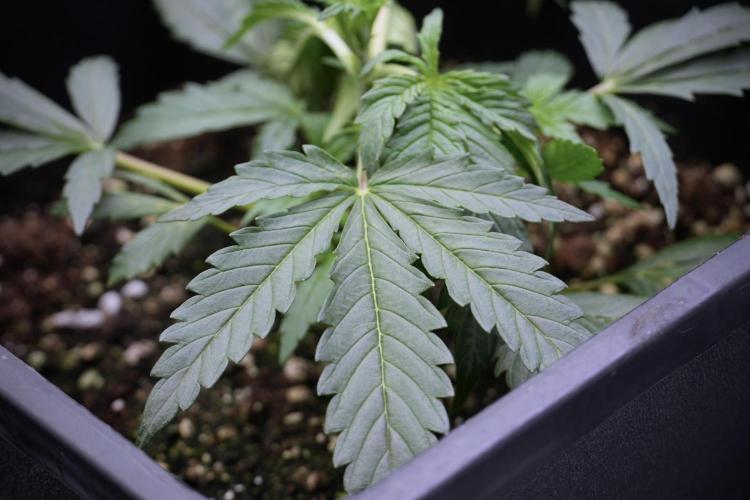 Cosmic Noodles a Zamnesia Dish. Week 3 - Plant B