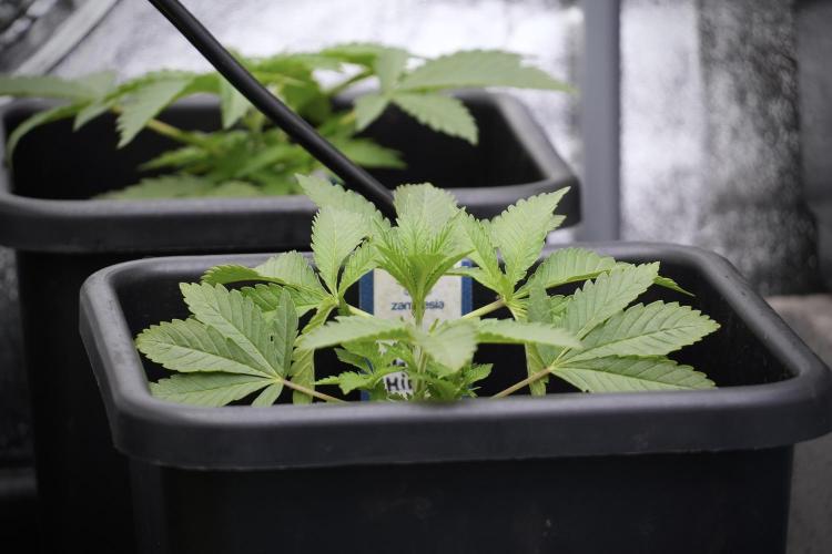 Cosmic Noodles a Zamnesia Dish. Week 3 - Plant B