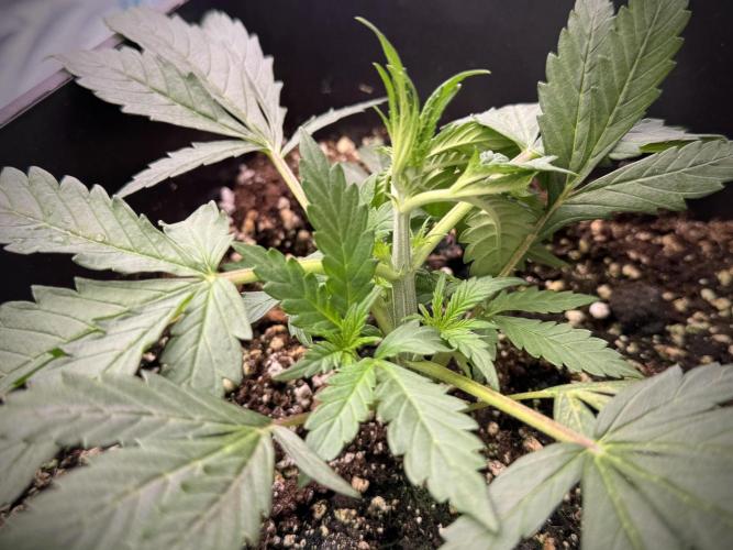 Cosmic Noodles a Zamnesia Dish. Week 3 - Plant B