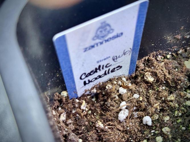 Cosmic Noodles a Zamnesia Dish. Week 3 - Plant B