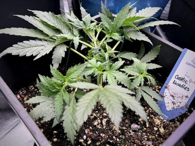 Cosmic Noodles a Zamnesia Dish. Week 3 - Plant B