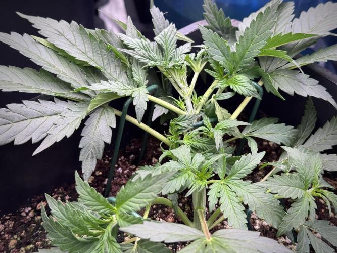 Cosmic Noodles a Zamnesia Dish. Week 3 - Plant B