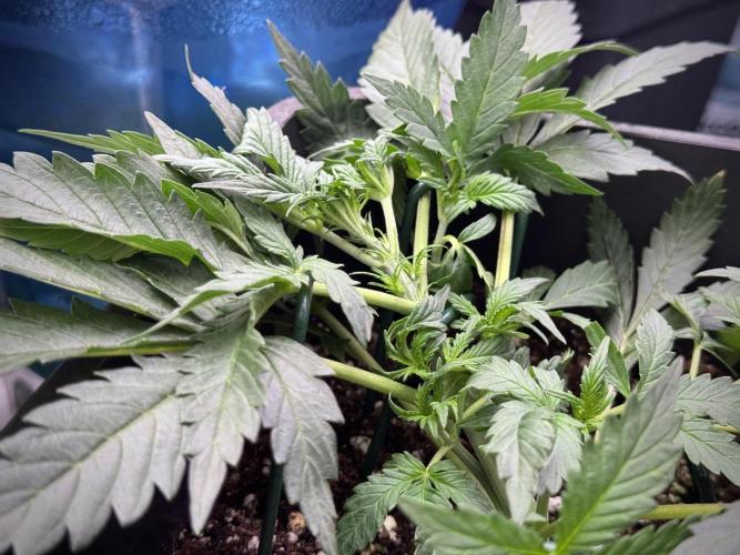 Cosmic Noodles a Zamnesia Dish. Week 3 - Plant B