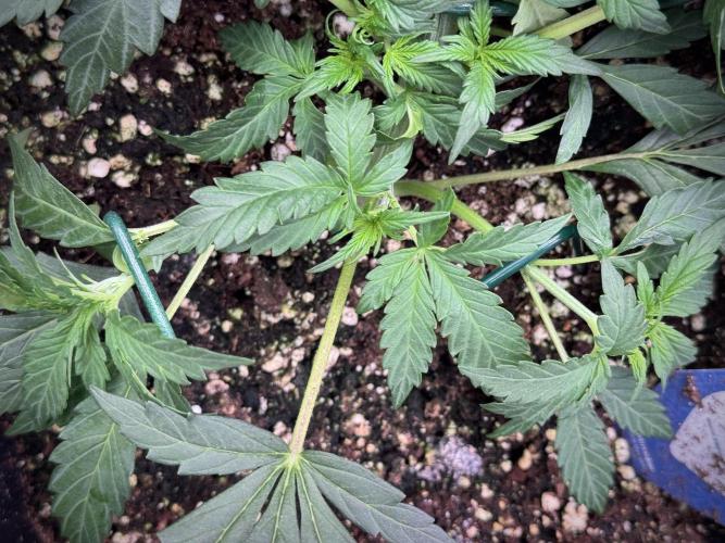 Cosmic Noodles a Zamnesia Dish. Week 3 - Plant B