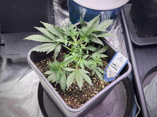 Cosmic Noodles a Zamnesia Dish. Week 3 - Plant B