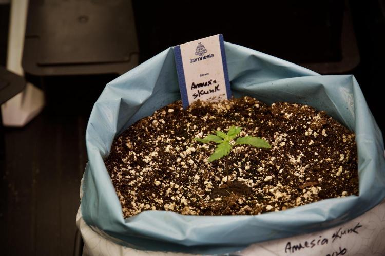 Amnesia Skunk The Zamnesia Way. Week 3 - the Amnesia Skunks