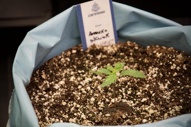 Amnesia Skunk The Zamnesia Way. Week 3 - the Amnesia Skunks