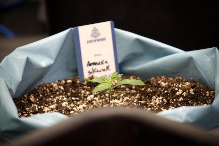 Amnesia Skunk The Zamnesia Way. Week 3 - the Amnesia Skunks