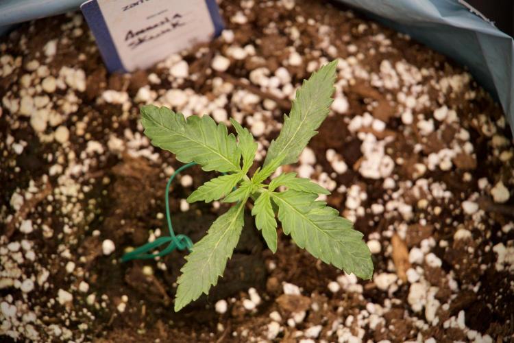 Amnesia Skunk The Zamnesia Way. Week 3 - the Amnesia Skunks