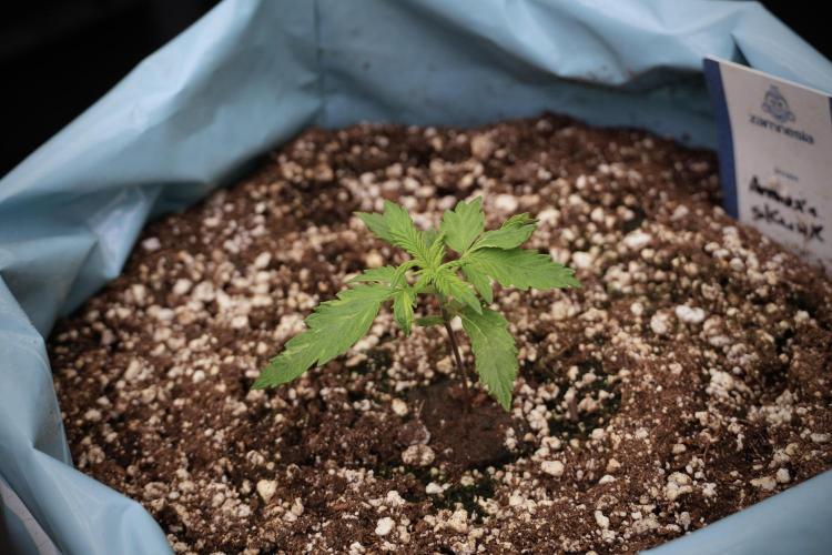 Amnesia Skunk The Zamnesia Way. Week 3 - the Amnesia Skunks