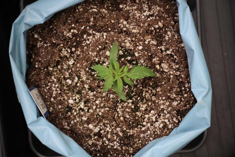 Amnesia Skunk The Zamnesia Way. Week 3 - the Amnesia Skunks