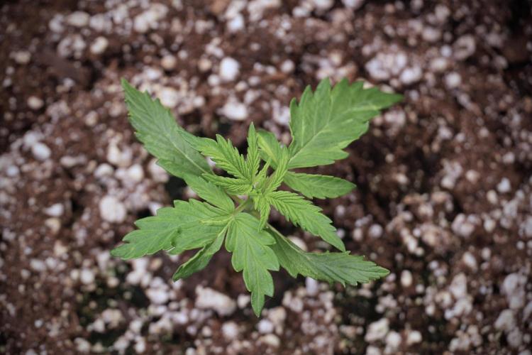 Amnesia Skunk The Zamnesia Way. Week 3 - the Amnesia Skunks