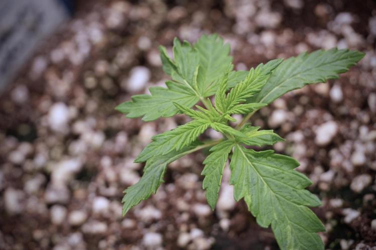 Amnesia Skunk The Zamnesia Way. Week 3 - the Amnesia Skunks