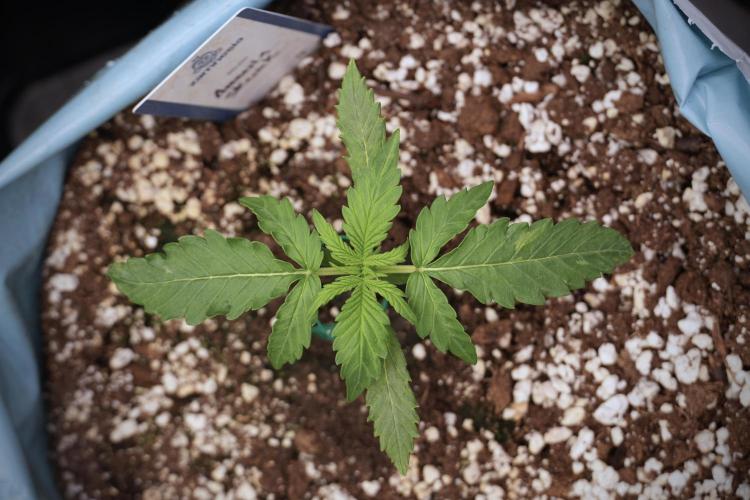 Amnesia Skunk The Zamnesia Way. Week 3 - the Amnesia Skunks