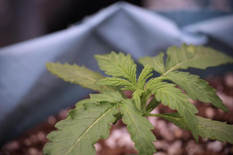 Amnesia Skunk The Zamnesia Way. Week 3 - the Amnesia Skunks