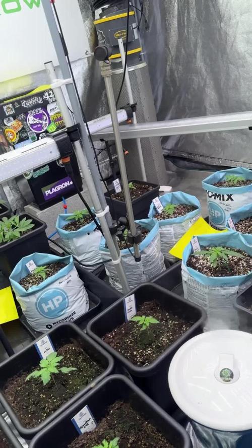 Amnesia Skunk The Zamnesia Way