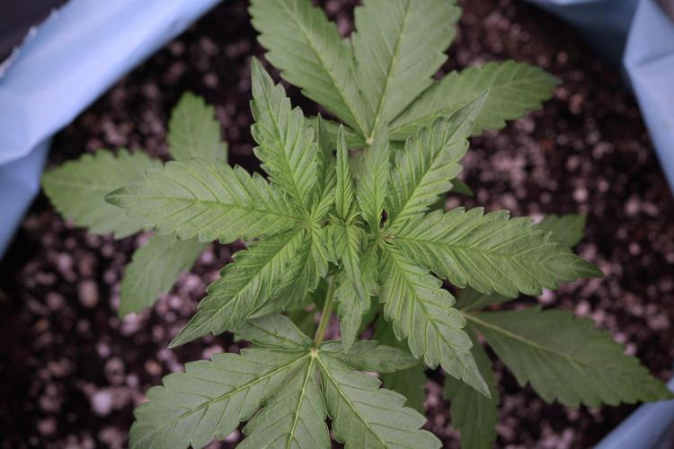 GMO Cookies Served with extra curiosity. Week 3 - GMO Cookies 