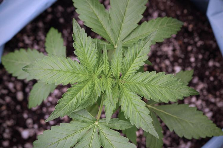 GMO Cookies Served with extra curiosity. Week 3 - GMO Cookies 