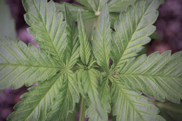 GMO Cookies Served with extra curiosity. Week 3 - GMO Cookies 