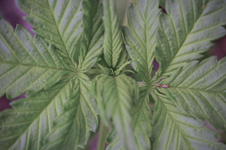 GMO Cookies Served with extra curiosity. Week 3 - GMO Cookies 