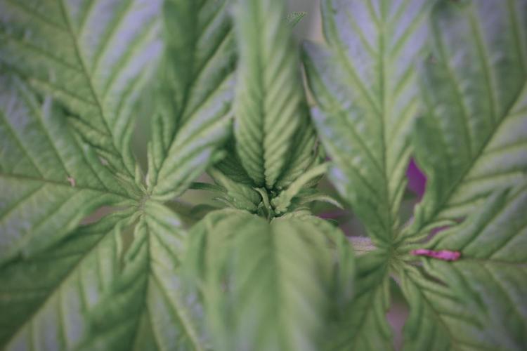 GMO Cookies Served with extra curiosity. Week 3 - GMO Cookies 