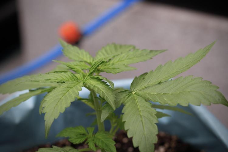 GMO Cookies Served with extra curiosity. Week 3 - GMO Cookies 