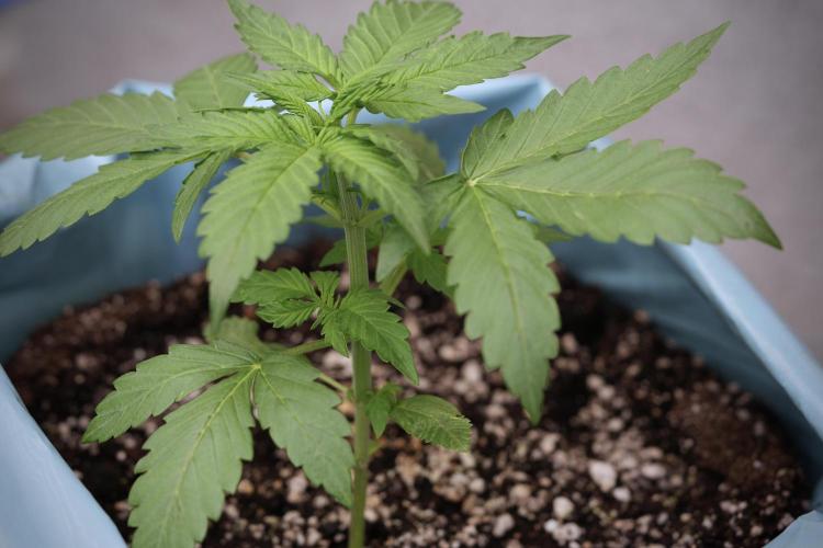 GMO Cookies Served with extra curiosity. Week 3 - GMO Cookies 