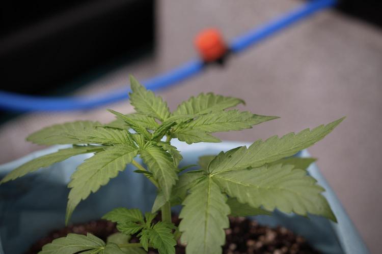 GMO Cookies Served with extra curiosity. Week 3 - GMO Cookies 