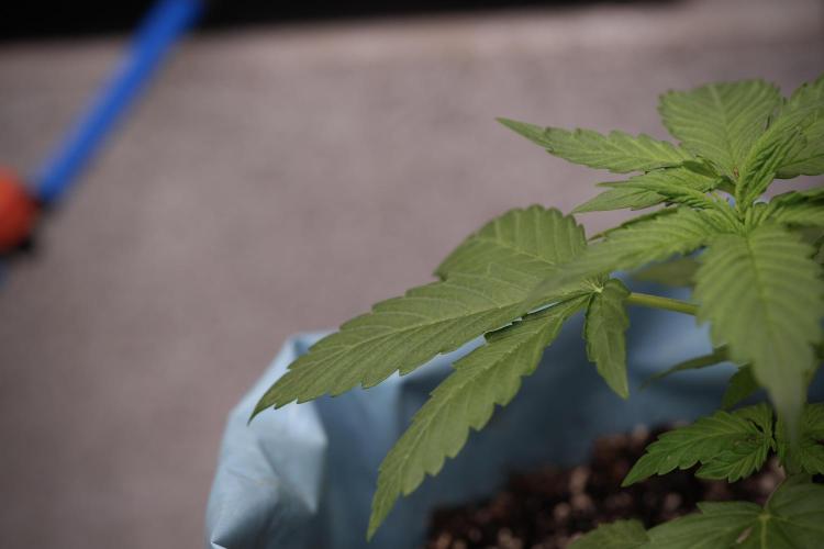 GMO Cookies Served with extra curiosity. Week 3 - GMO Cookies 