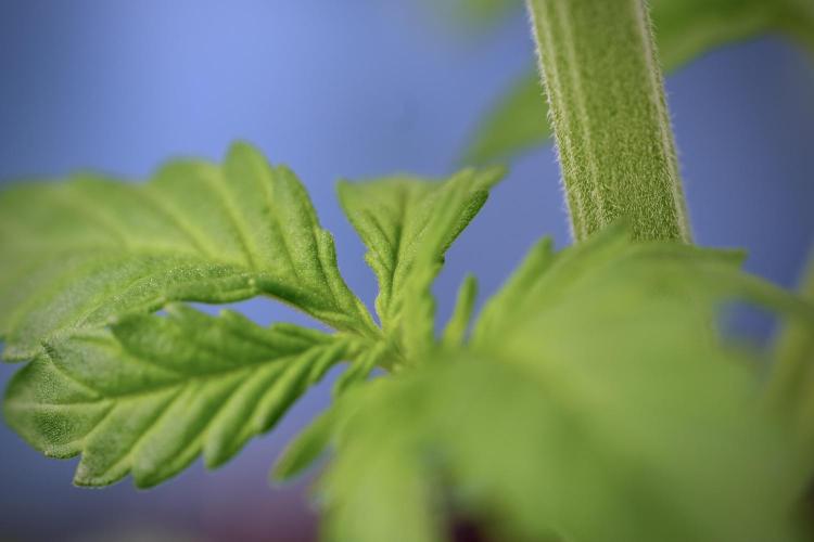 GMO Cookies Served with extra curiosity. Week 3 - GMO Cookies 