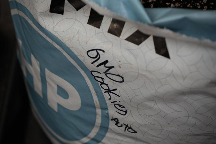 GMO Cookies Served with extra curiosity. Week 3 - GMO Cookies 