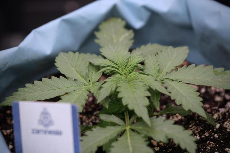 GMO Cookies Served with extra curiosity. Week 3 - GMO Cookies 