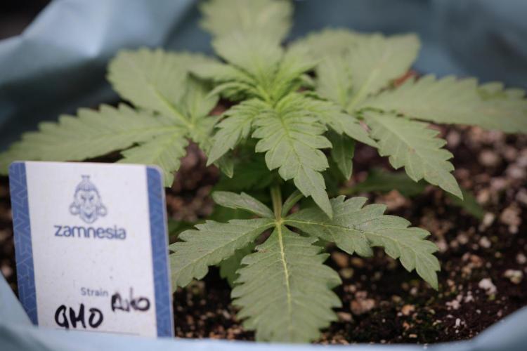 GMO Cookies Served with extra curiosity. Week 3 - GMO Cookies 