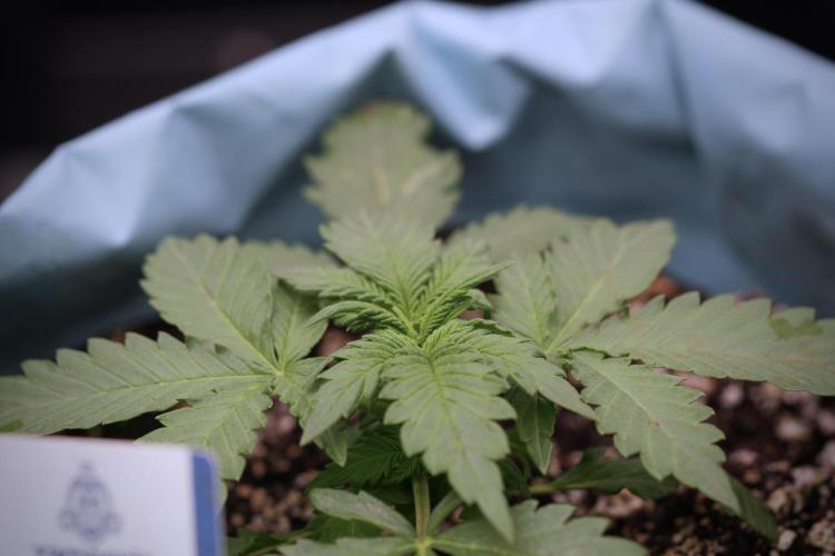 GMO Cookies Served with extra curiosity. Week 3 - GMO Cookies 