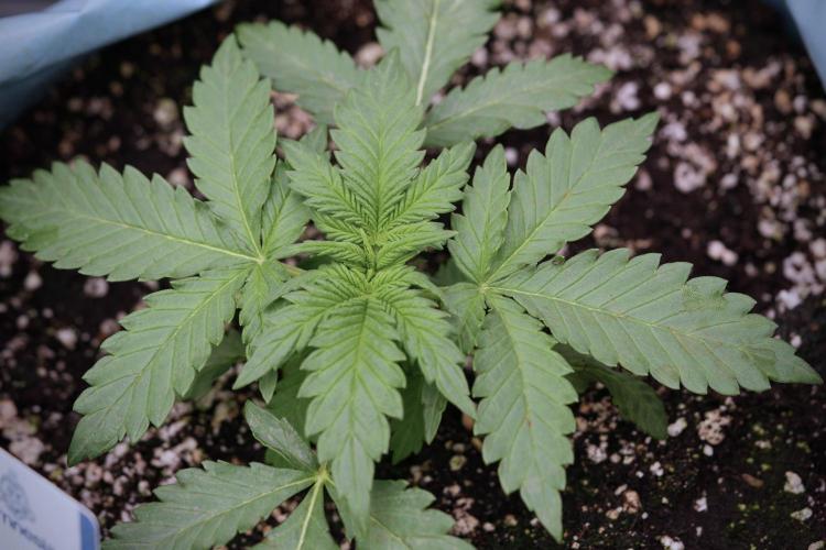 GMO Cookies Served with extra curiosity. Week 3 - GMO Cookies 