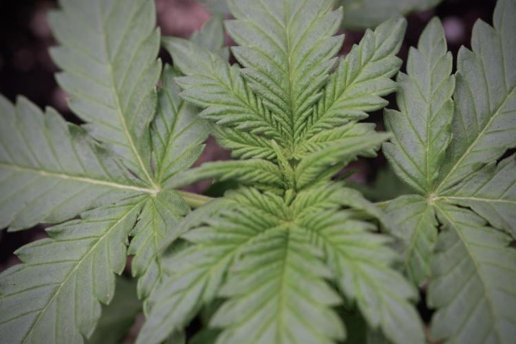 GMO Cookies Served with extra curiosity. Week 3 - GMO Cookies 