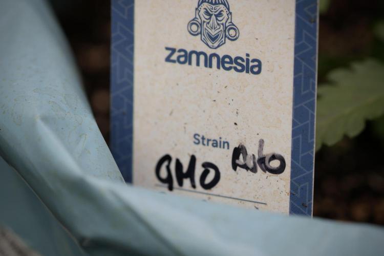 GMO Cookies Served with extra curiosity. Week 3 - GMO Cookies 