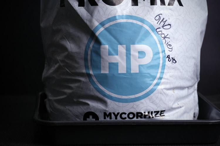 GMO Cookies Served with extra curiosity. Week 3 - GMO Cookies 