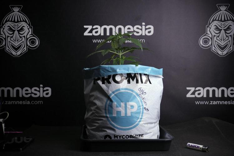 GMO Cookies Served with extra curiosity. Week 3 - GMO Cookies 