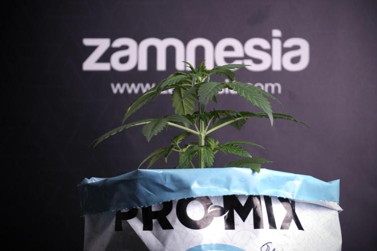 GMO Cookies Served with extra curiosity. Week 3 - GMO Cookies 