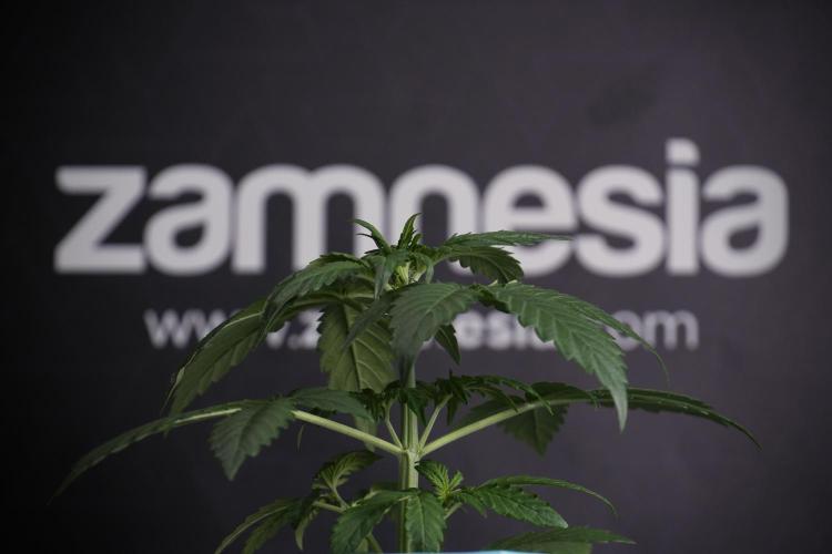 GMO Cookies Served with extra curiosity. Week 3 - GMO Cookies 