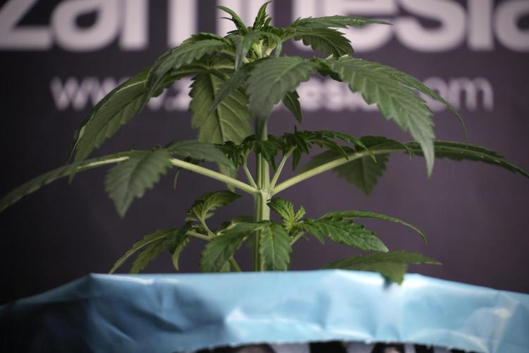 GMO Cookies Served with extra curiosity. Week 3 - GMO Cookies 