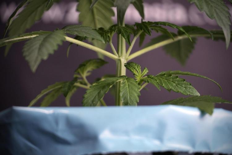 GMO Cookies Served with extra curiosity. Week 3 - GMO Cookies 