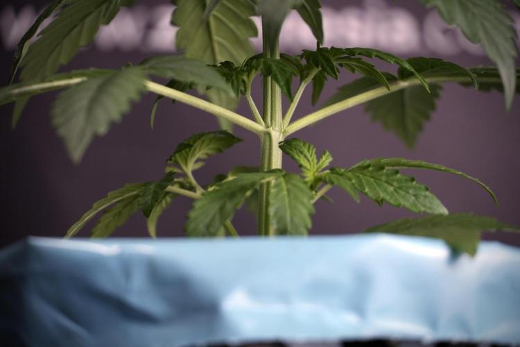 GMO Cookies Served with extra curiosity. Week 3 - GMO Cookies 