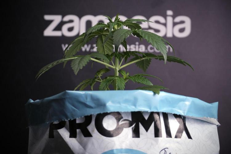 GMO Cookies Served with extra curiosity. Week 3 - GMO Cookies 