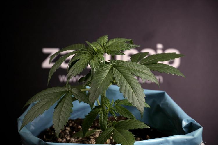 GMO Cookies Served with extra curiosity. Week 3 - GMO Cookies 