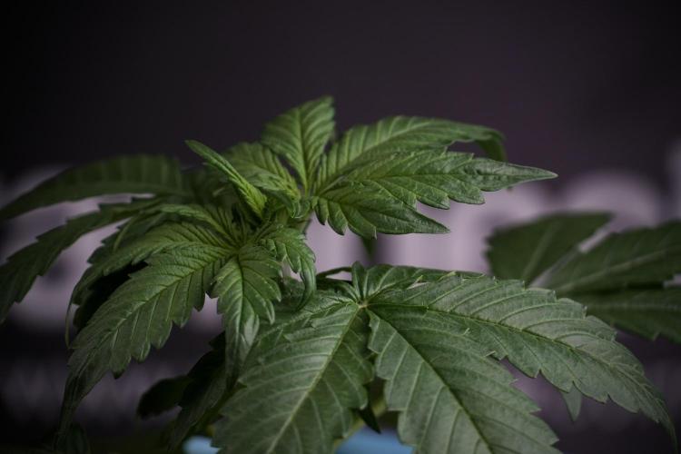 GMO Cookies Served with extra curiosity. Week 3 - GMO Cookies 